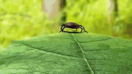 夺命蜱虫一般出现在哪里,致命蜱虫