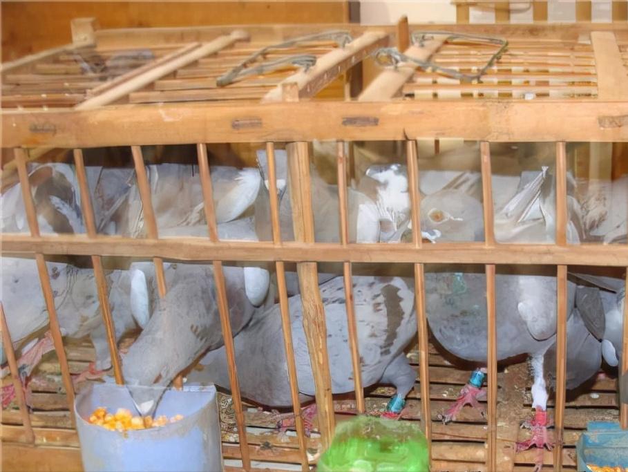 挤笼训练与单体训飞,图