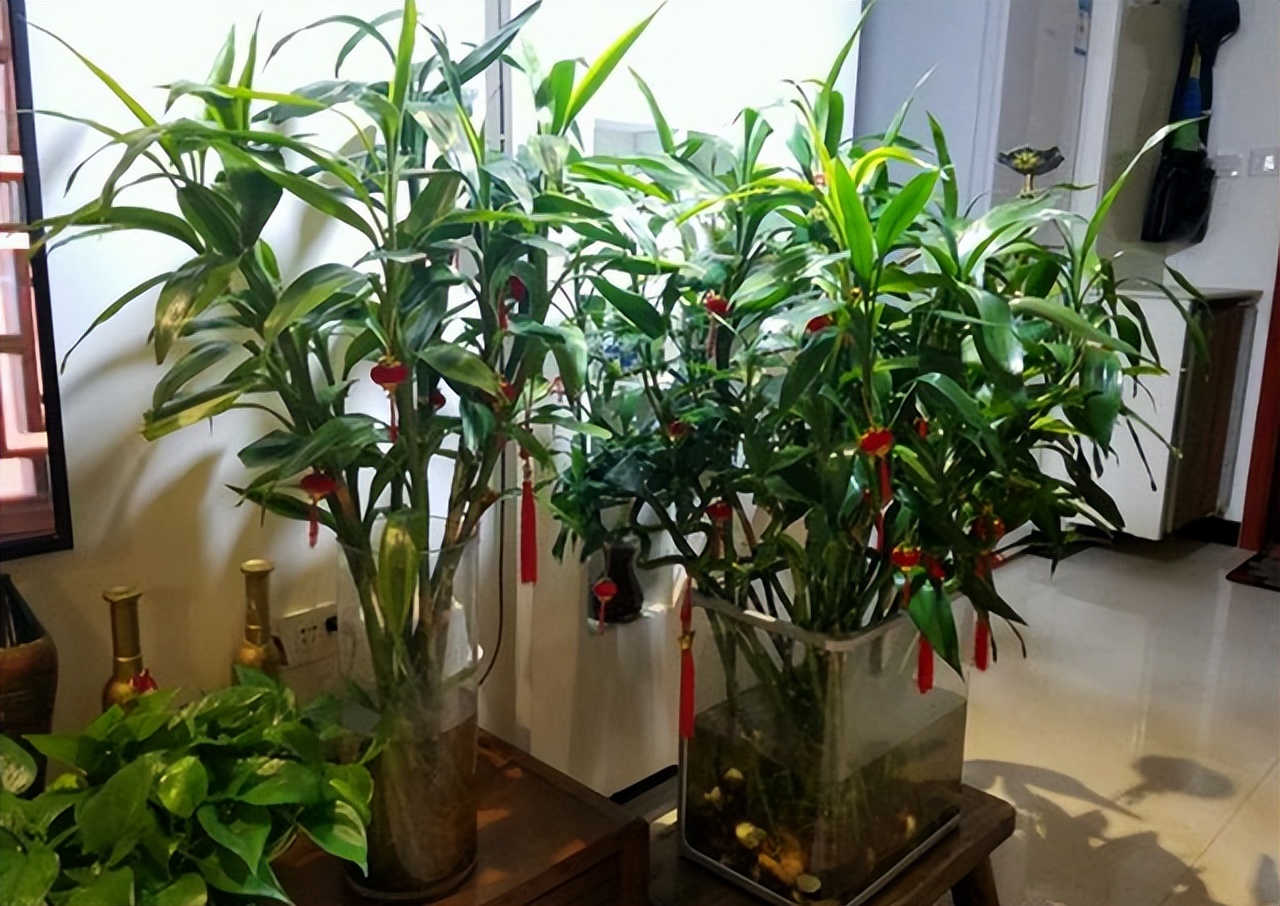 怎样让富贵竹长得又粗又壮,怎么能让富贵竹只长粗不长高