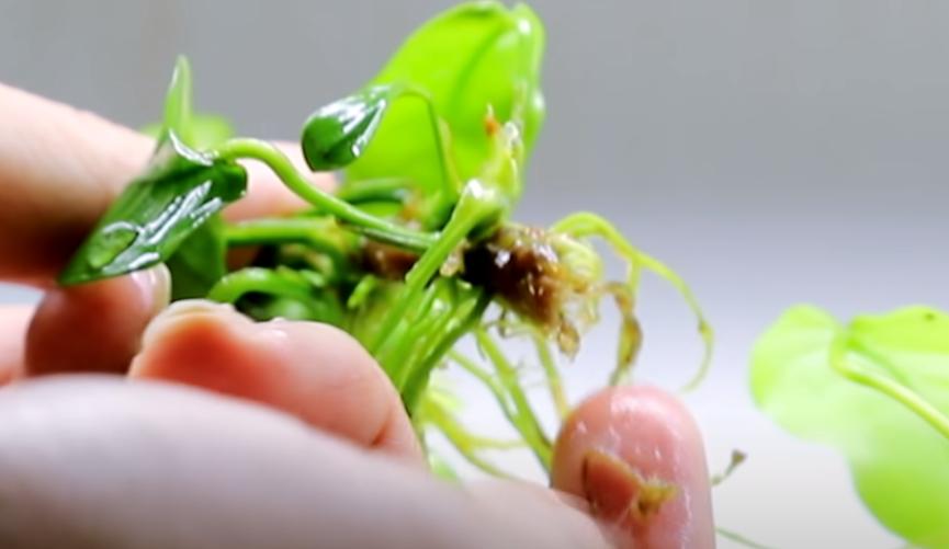 为什么水草养着养着就烂了,水草为啥养黄了