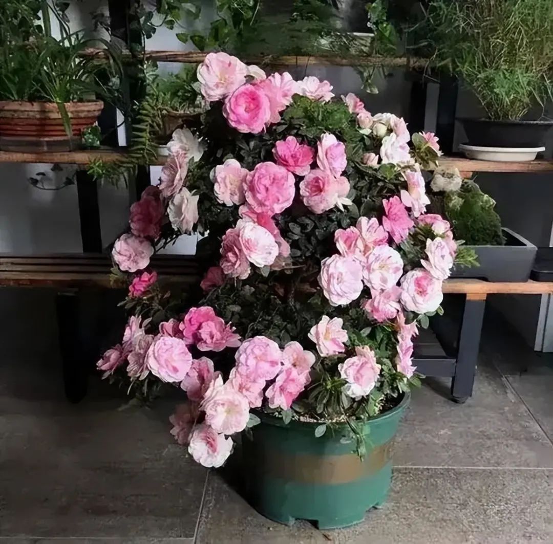 杜鹃花掉绿叶怎么办,杜鹃花只长绿叶不开花是为什么