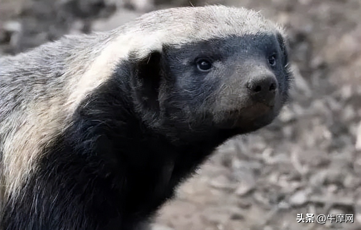 银钢150和蜜獾怎么选,平头哥蜜獾的战斗力有多强