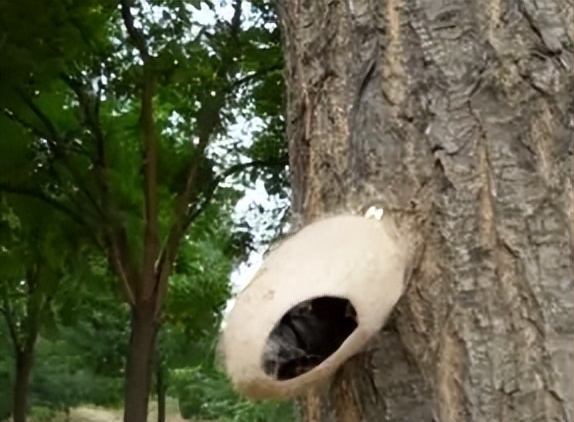 白蛾周氏啮小蜂,美国白蛾天敌是什么蜂