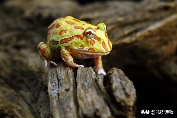 四年级下册习作我的动物朋友范文,我的动物朋友小学四年级300字左右