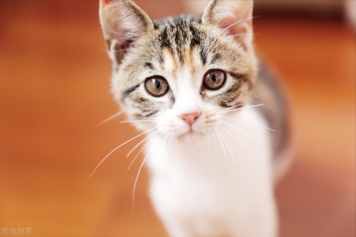 长寿猫咪,猫咪长寿