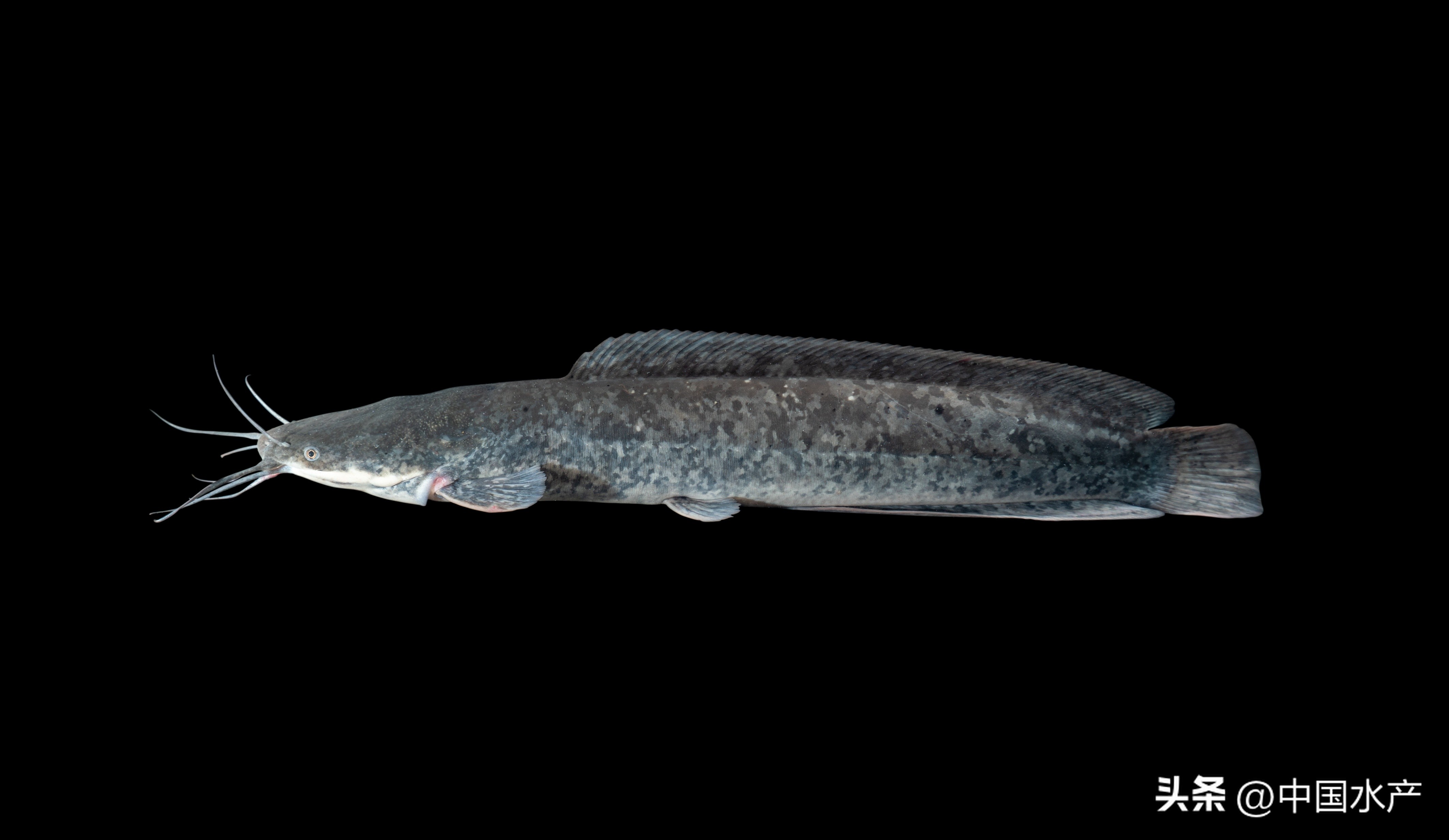 水生外来物种入侵防控工作方案,水生动物防疫