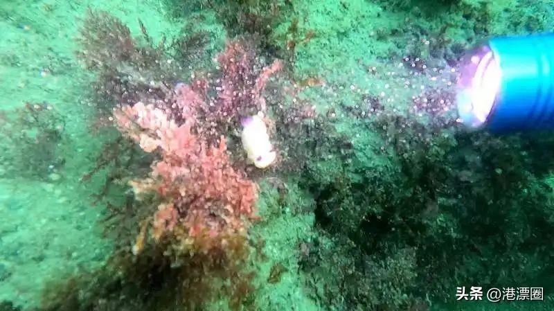 在香港还有人没潜过水？那你一定要看
