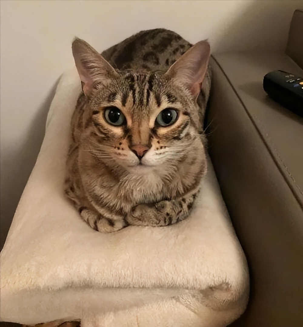 猫咪揣手手是高兴还是生气,猫咪揣手手是为了卖萌给你看吗