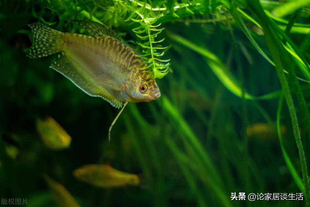 家里鱼缸要怎么布置,家里养鱼如何布置鱼缸