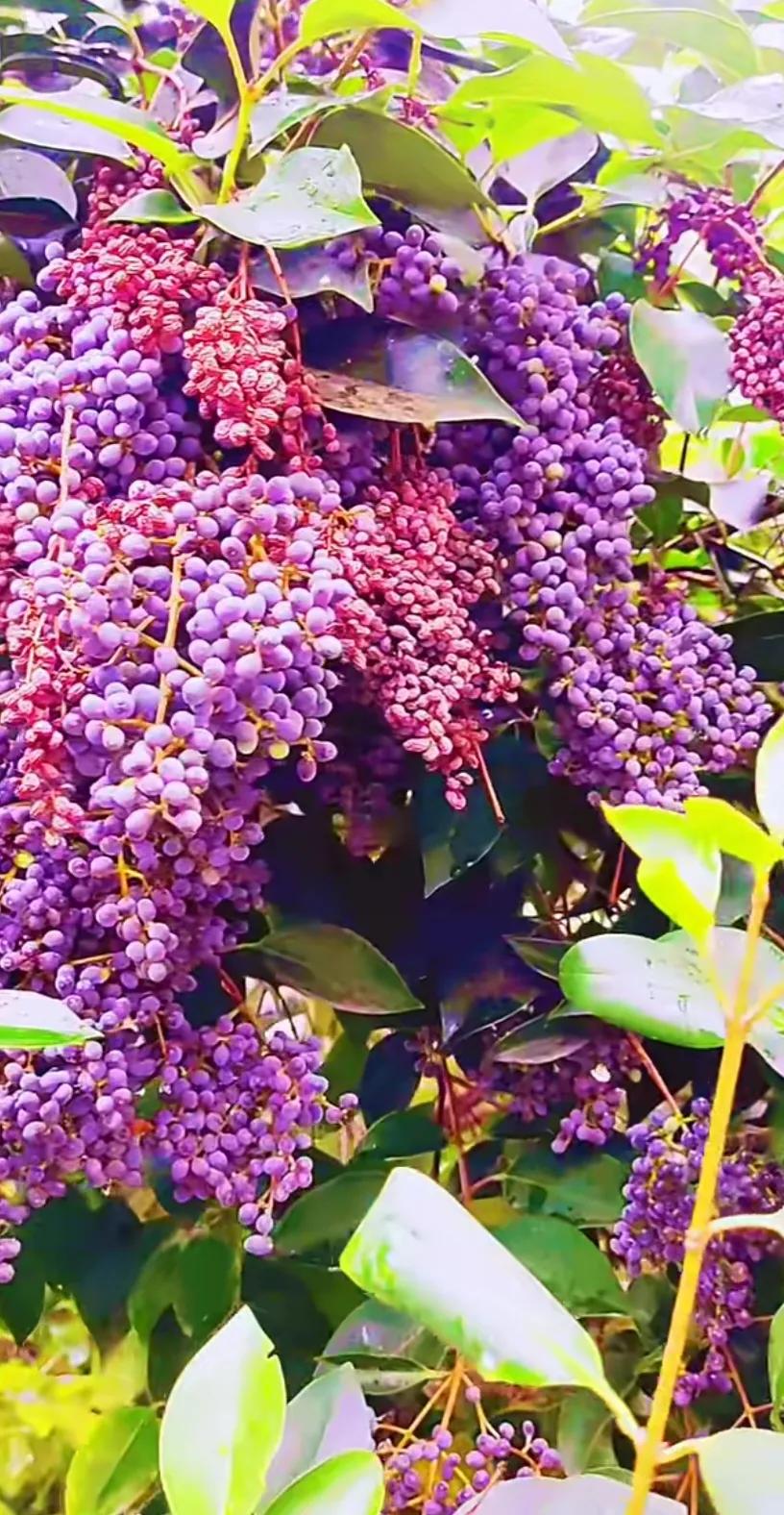 女贞子图片树木,女贞子树彩图