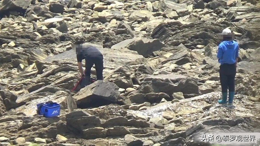 烟台赶海人一晚捞千余斤海肠吃,男子通宵赶海捡80斤海肠