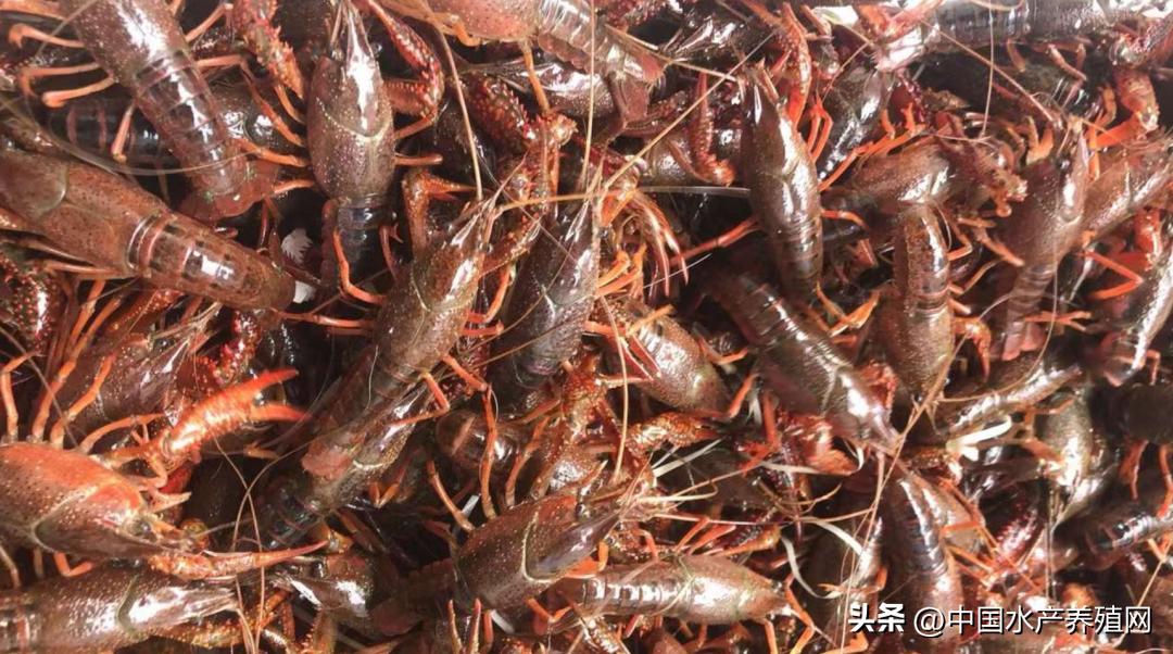 今日小龙虾价格库虾,小龙虾今日价格全国哪里最便宜