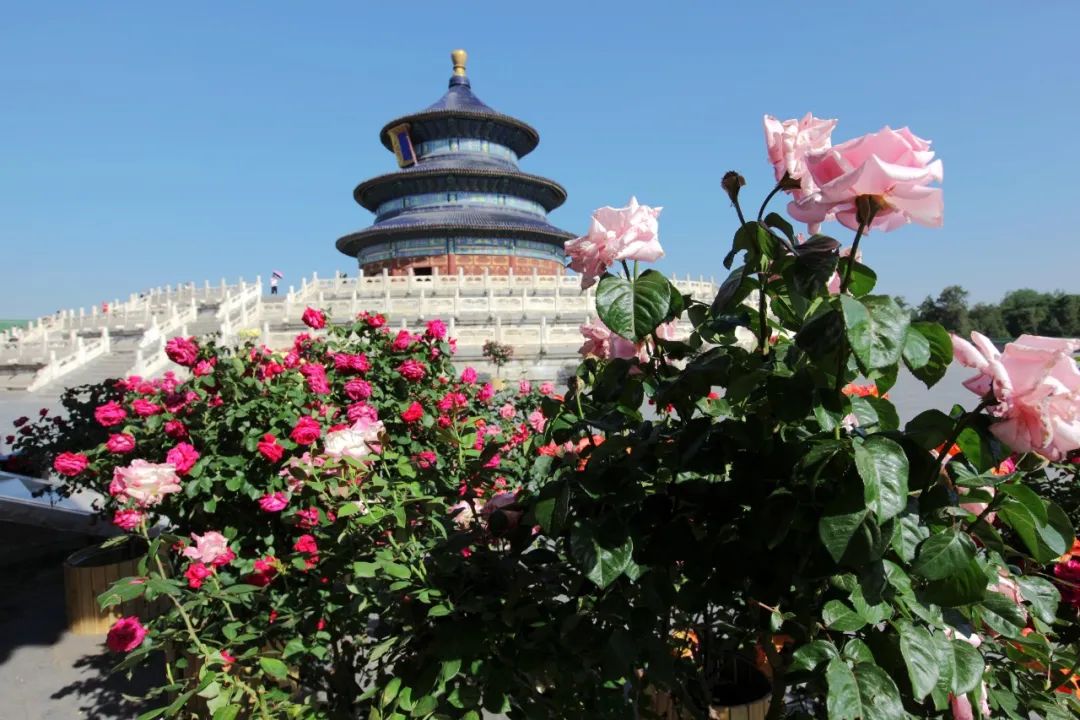 玫瑰和月季的所有种类,比较经典的玫瑰花型月季