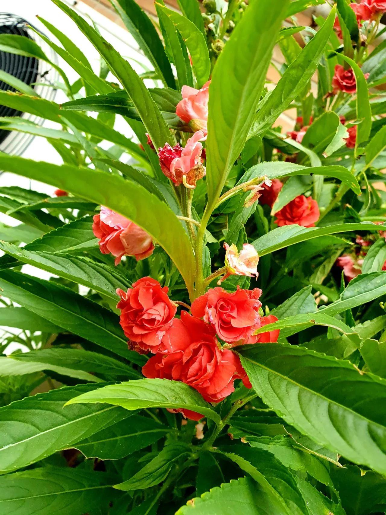 蛇最怕的植物和草,蛇最怕的几种动物分别是谁