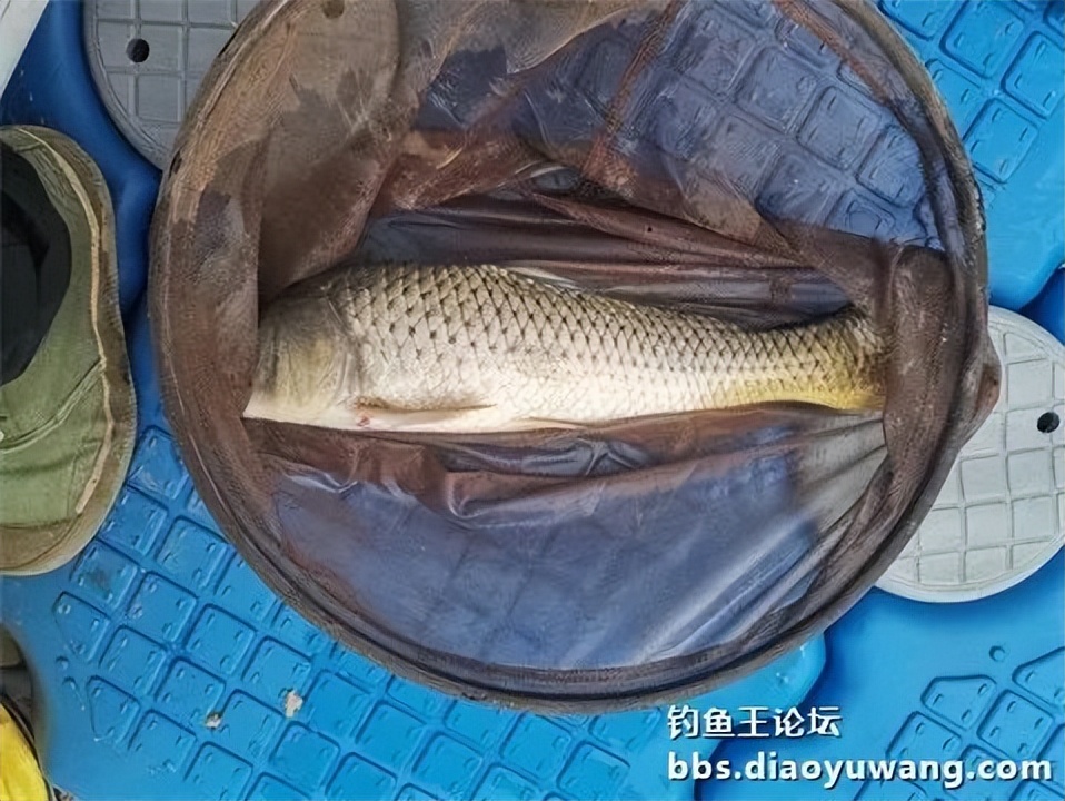钓鱼王王者风范，拿捏多鱼种轻松