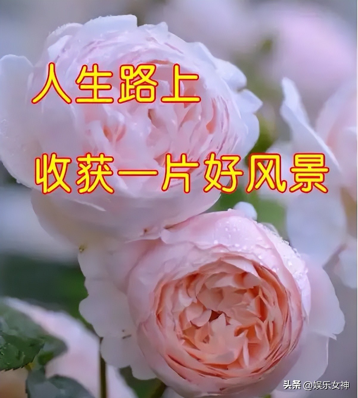 立秋高雅问候表情包,最新处暑早上好表情包