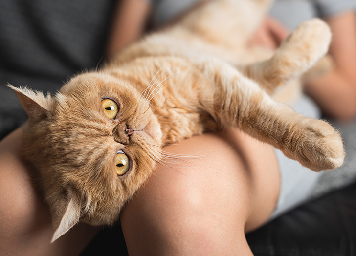 适合焦虑症养的狗,焦虑患者适合什么狗