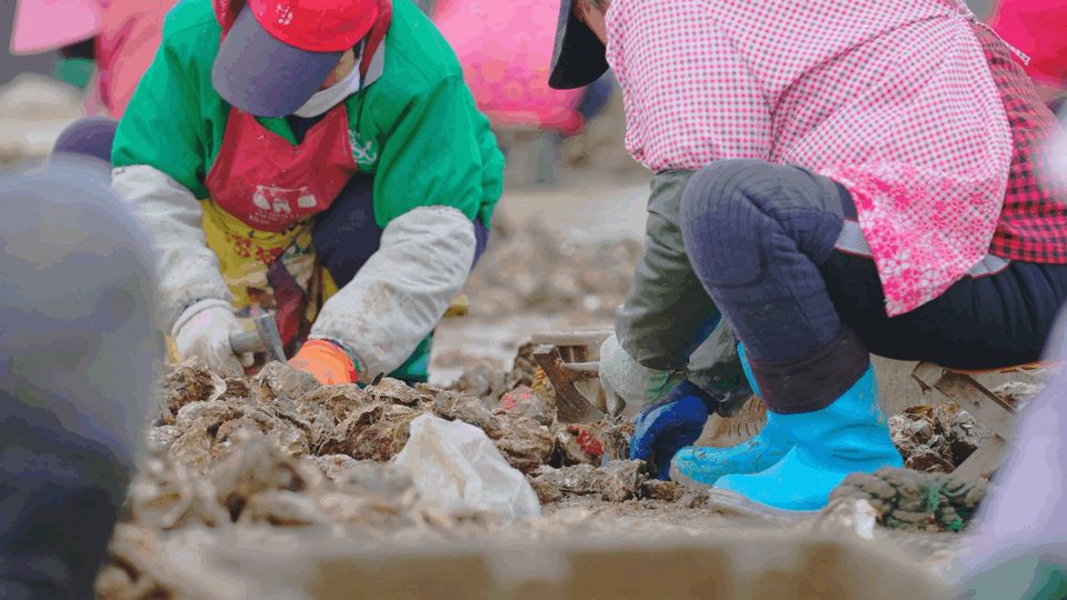 这座不起眼的山东小城，搞生蚝能有多猛？