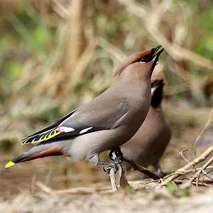 太平鸟图片素材,太平鸟图片大鸟
