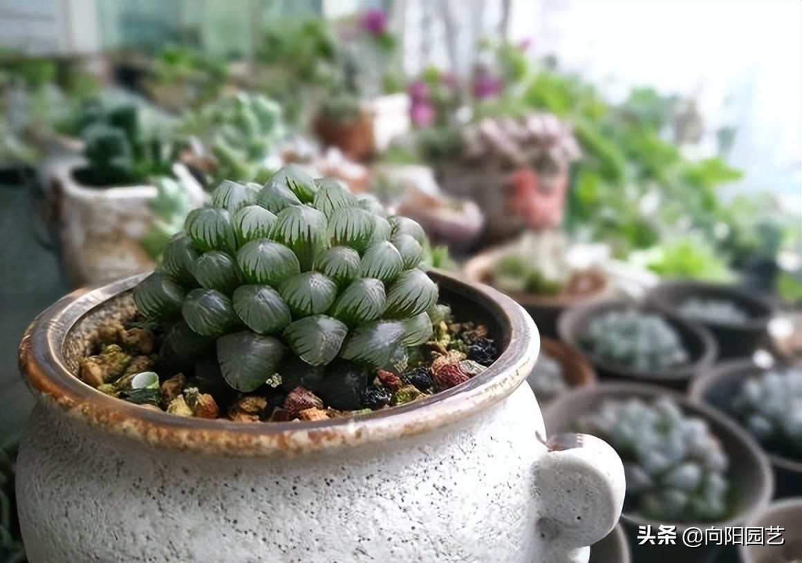 玉露根断了水培方法,玉露的正确修根方法