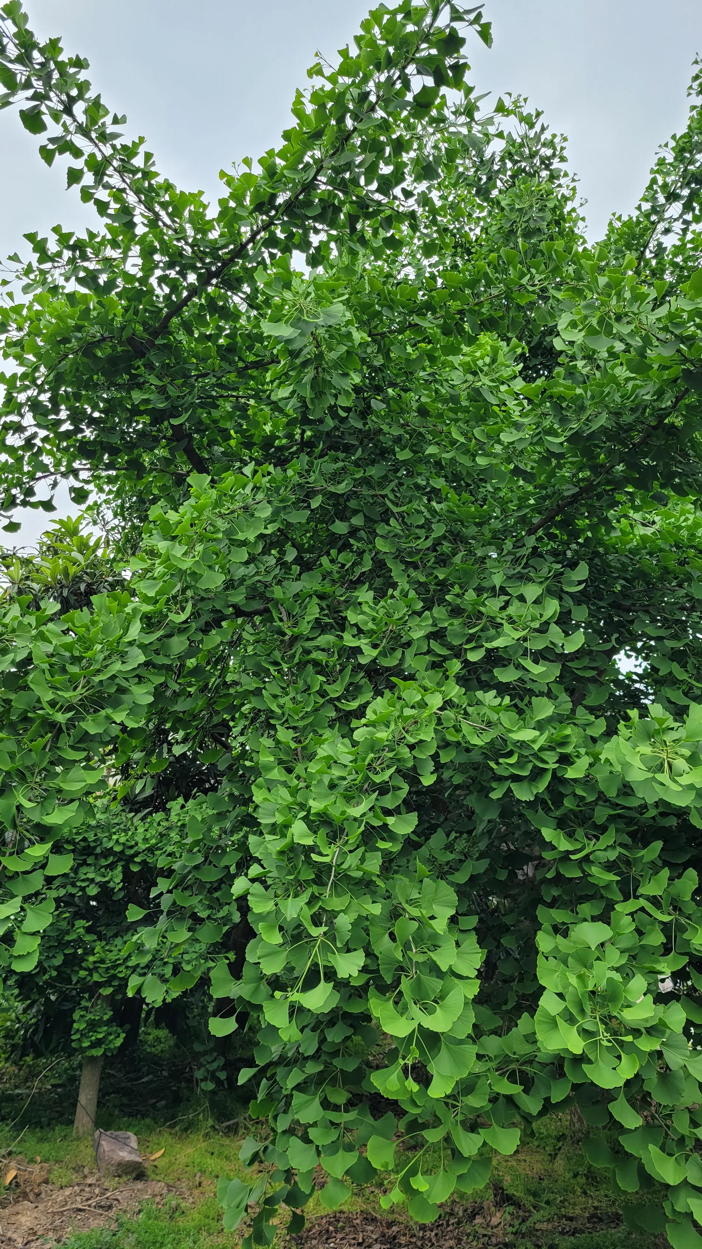 东山杨湾古村看杏叶,东山杨湾古村怎么进去