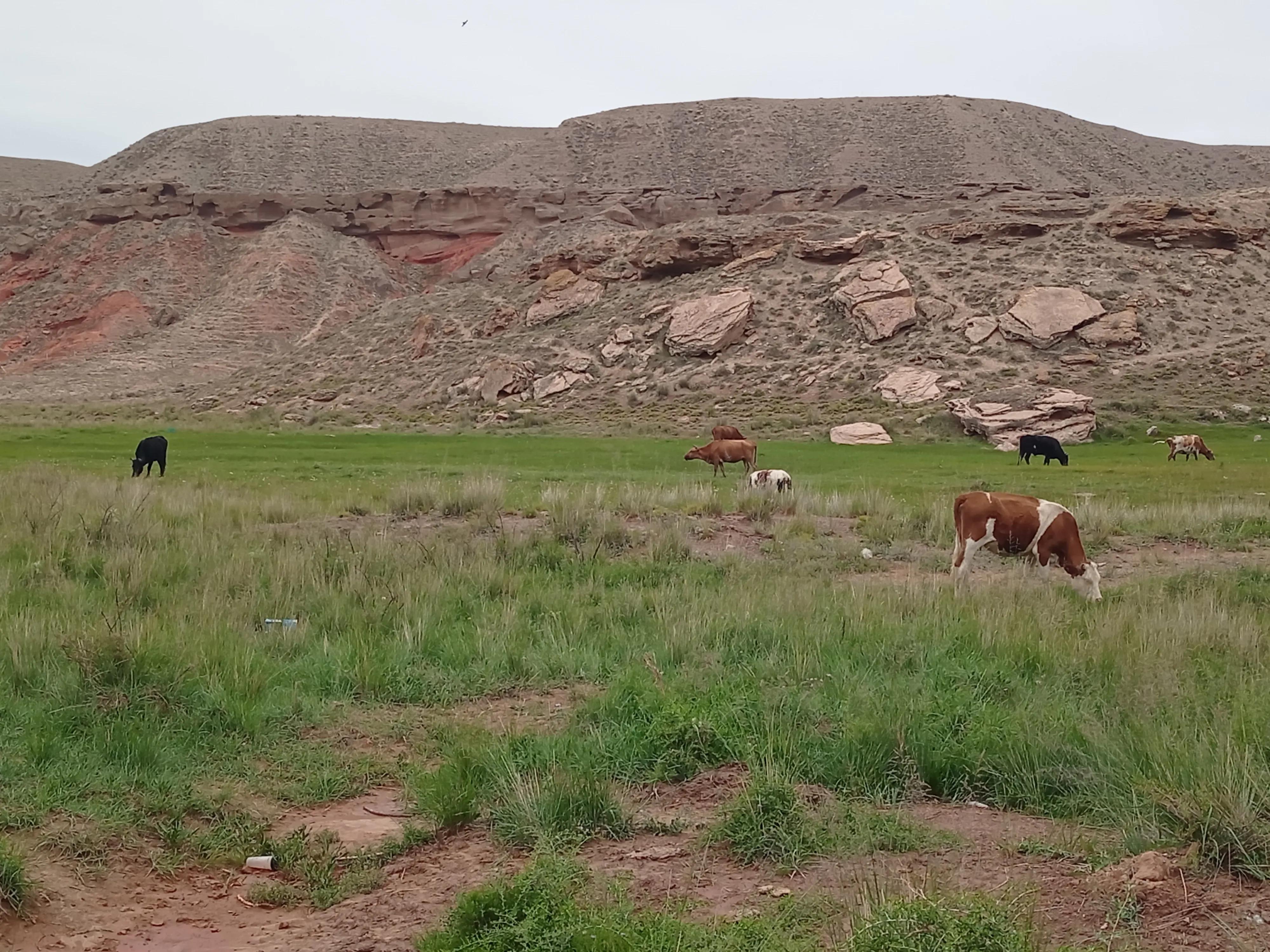 在家养多少头牛一年可以赚五万,2019年6万可以养几头牛