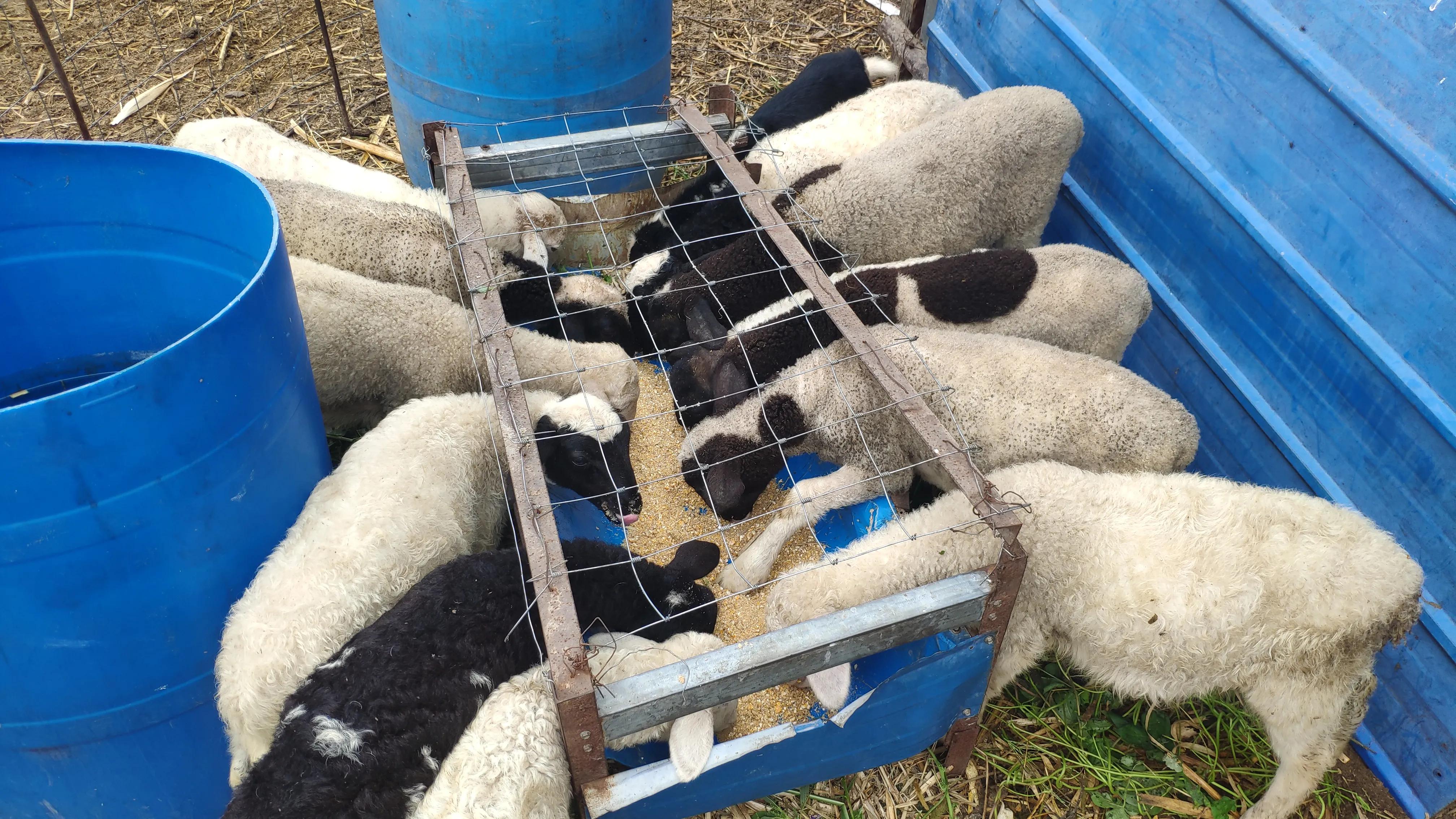 放养的羊一天生太多小羊怎么管,成群小羊不长成僵羊了怎么治