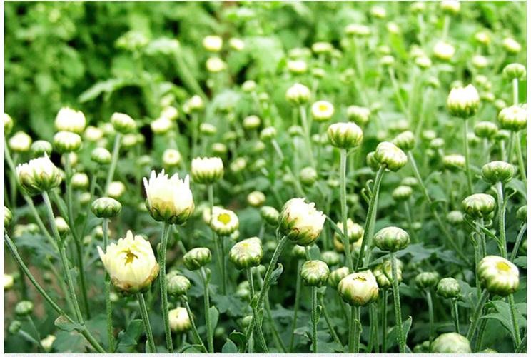 哪几种菊花茶的口感比较棒,有没有好一点的菊花茶推荐