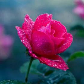 玫瑰花绝美头像,绝美玫瑰花图片