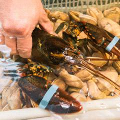 嗨购,还能1元吃波龙,五一就来这里“浪”!