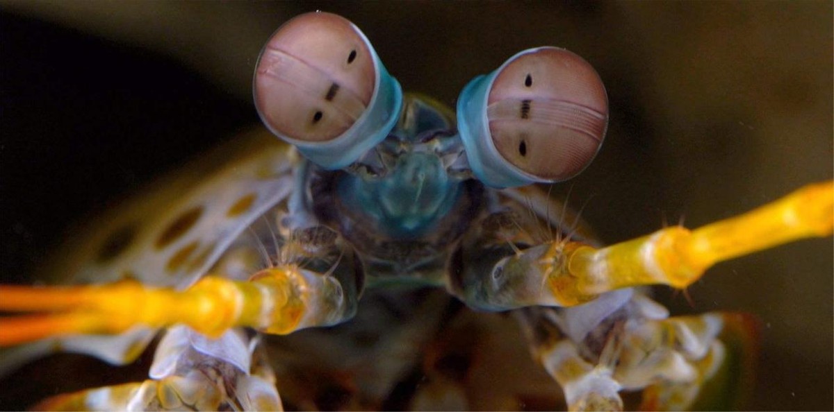 身穿外星机甲的“皮皮虾”，一锤150公斤力道，送给你舍得吃吗？