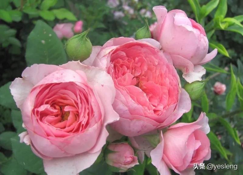 阿芒迪夏奈尔月季,阿芒迪娜夏奈尔香奈尔