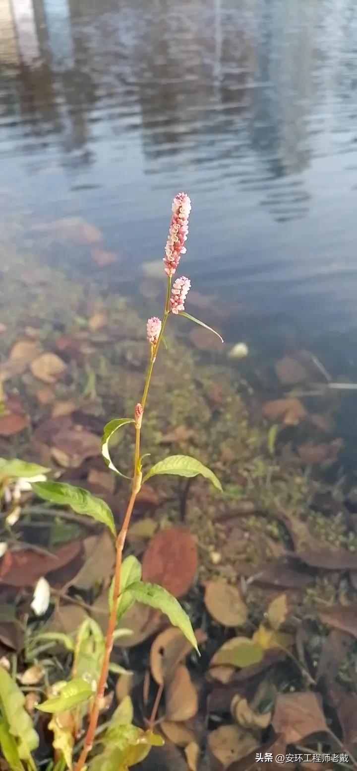 好久没在头条号上发布文字了，今天再来写几个字