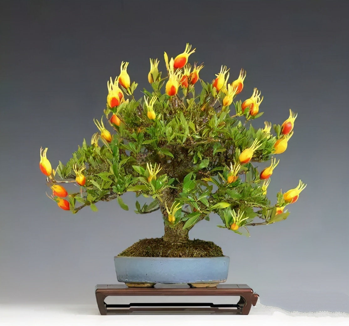 十种最旺家庭的小盆景,各种小盆景大全图片