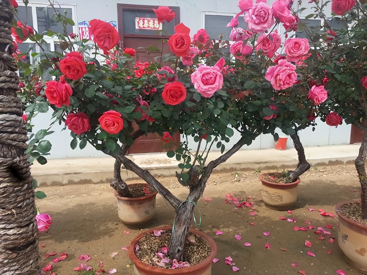 大庭院养什么花四季常开,庭院应该养什么花