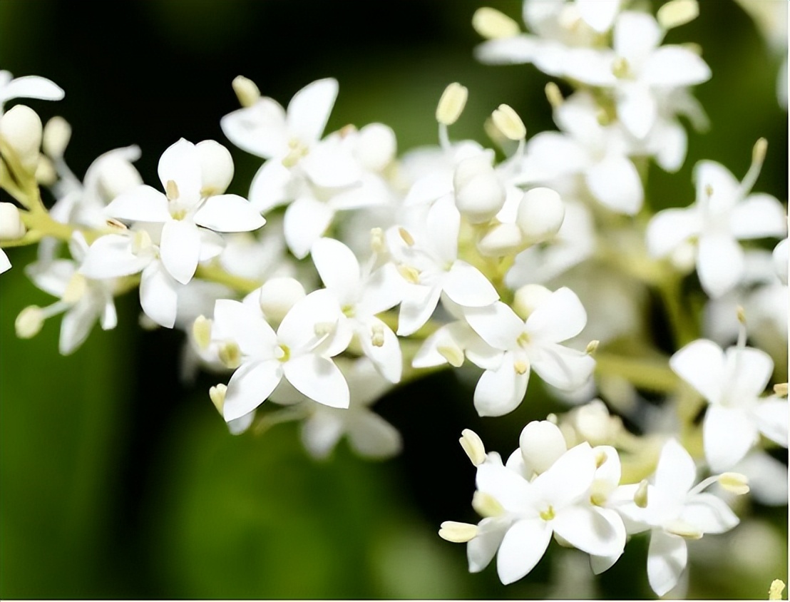 家里最旺财的十种花比较耐阴,家里养什么花最好运气最旺玄学