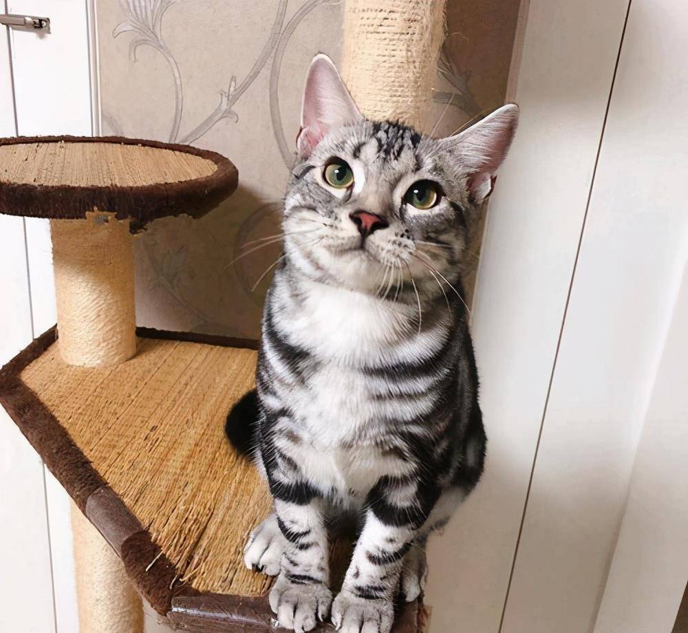 猫会跟着有灵性的人,猫是有灵性的好可爱的猫