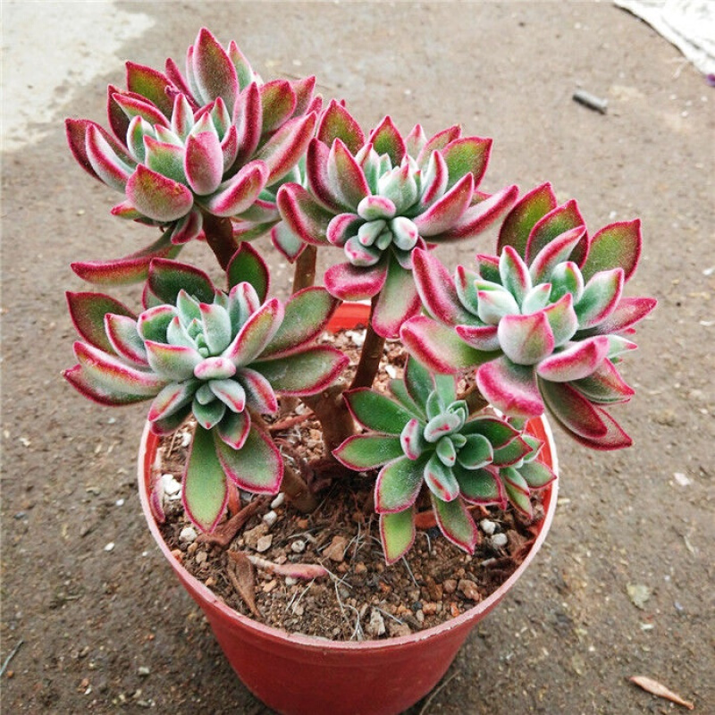 十二卷多肉的品种图鉴,100种多肉植物图片大全