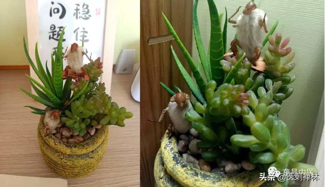 蝉的禅意深度有多深,蝉意与禅意