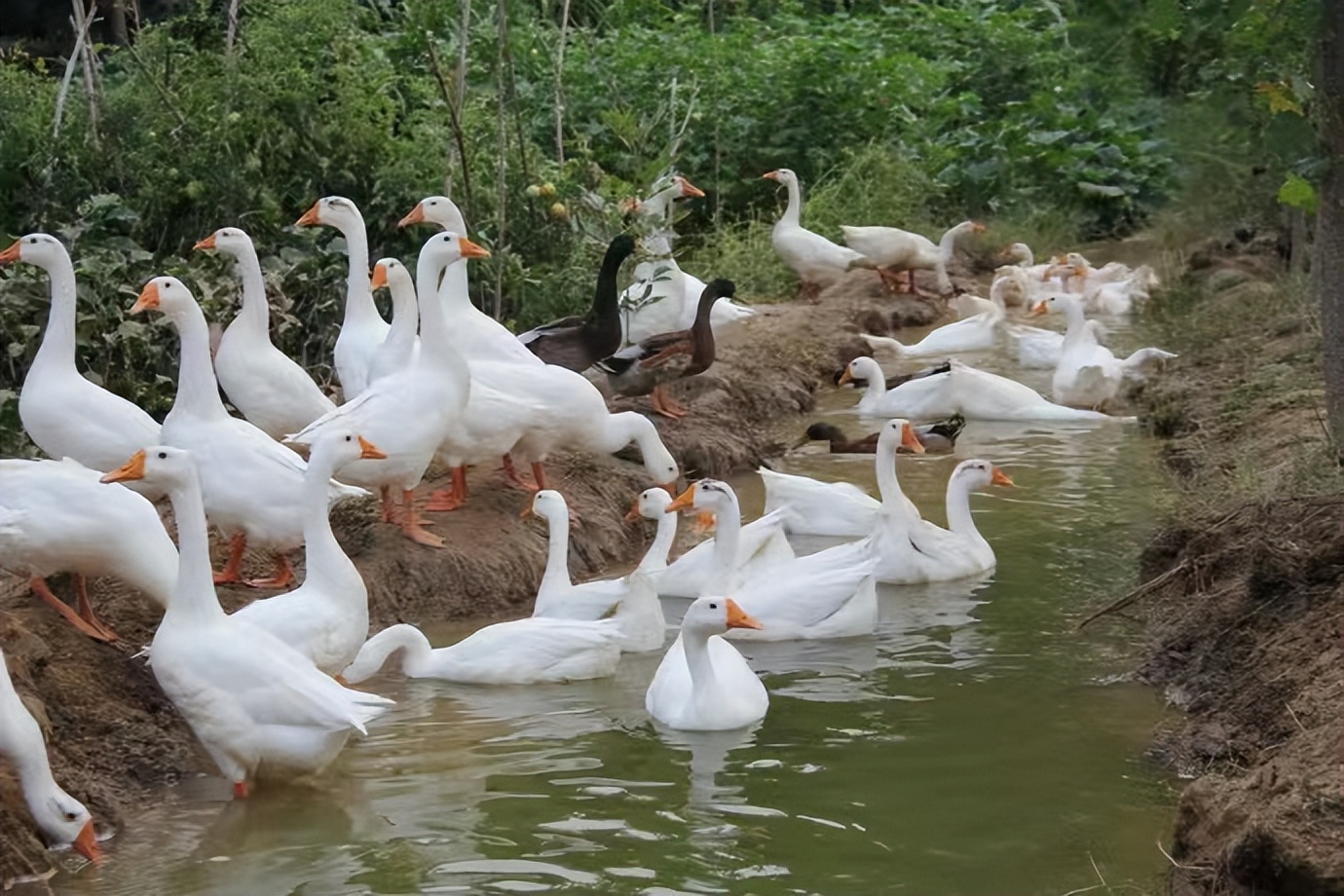 一个人养鹅一年赚多少钱,农民养鹅5年终致富轻松年入15万