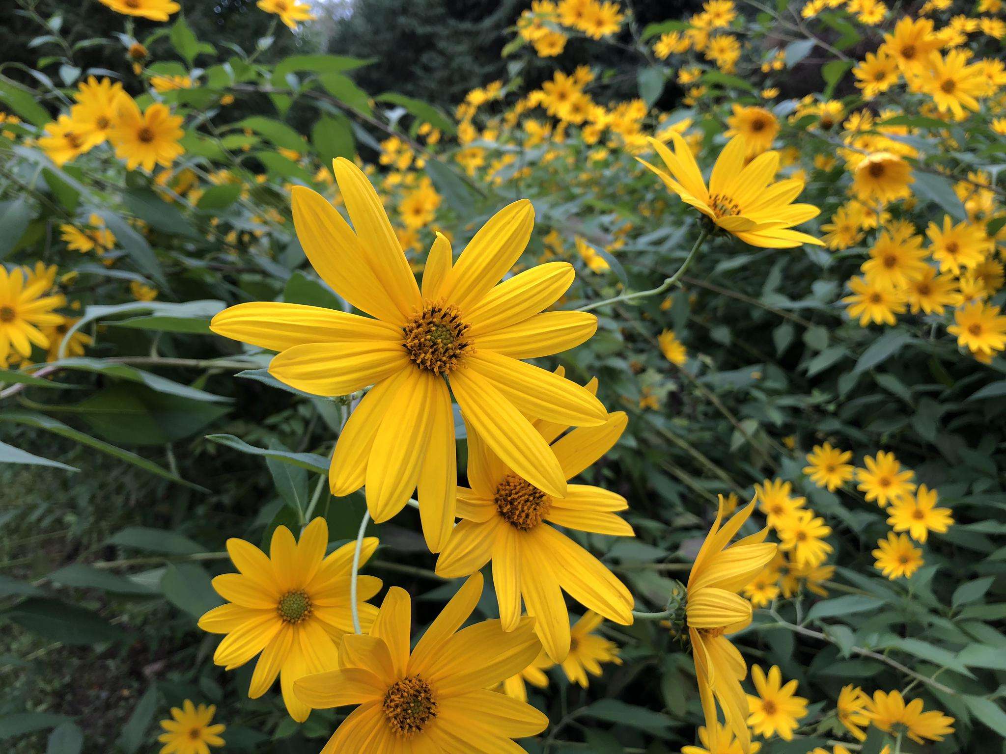 洋姜属于姜入侵物种吗,失败的入侵物种洋姜