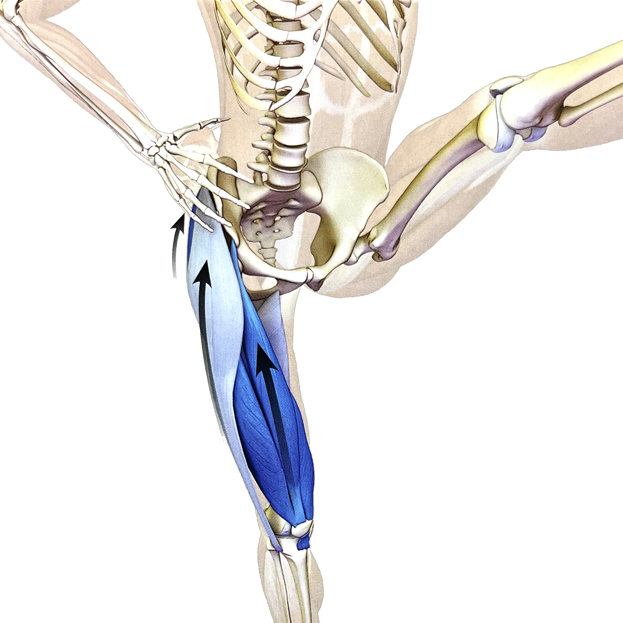 瑜伽站立蜻蜓式正确做法,瑜伽站立手抓脚趾式