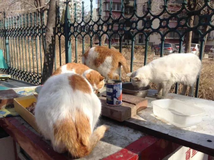 猫咪走丢了最快找回方法,猫咪走丢了怎么快速找回