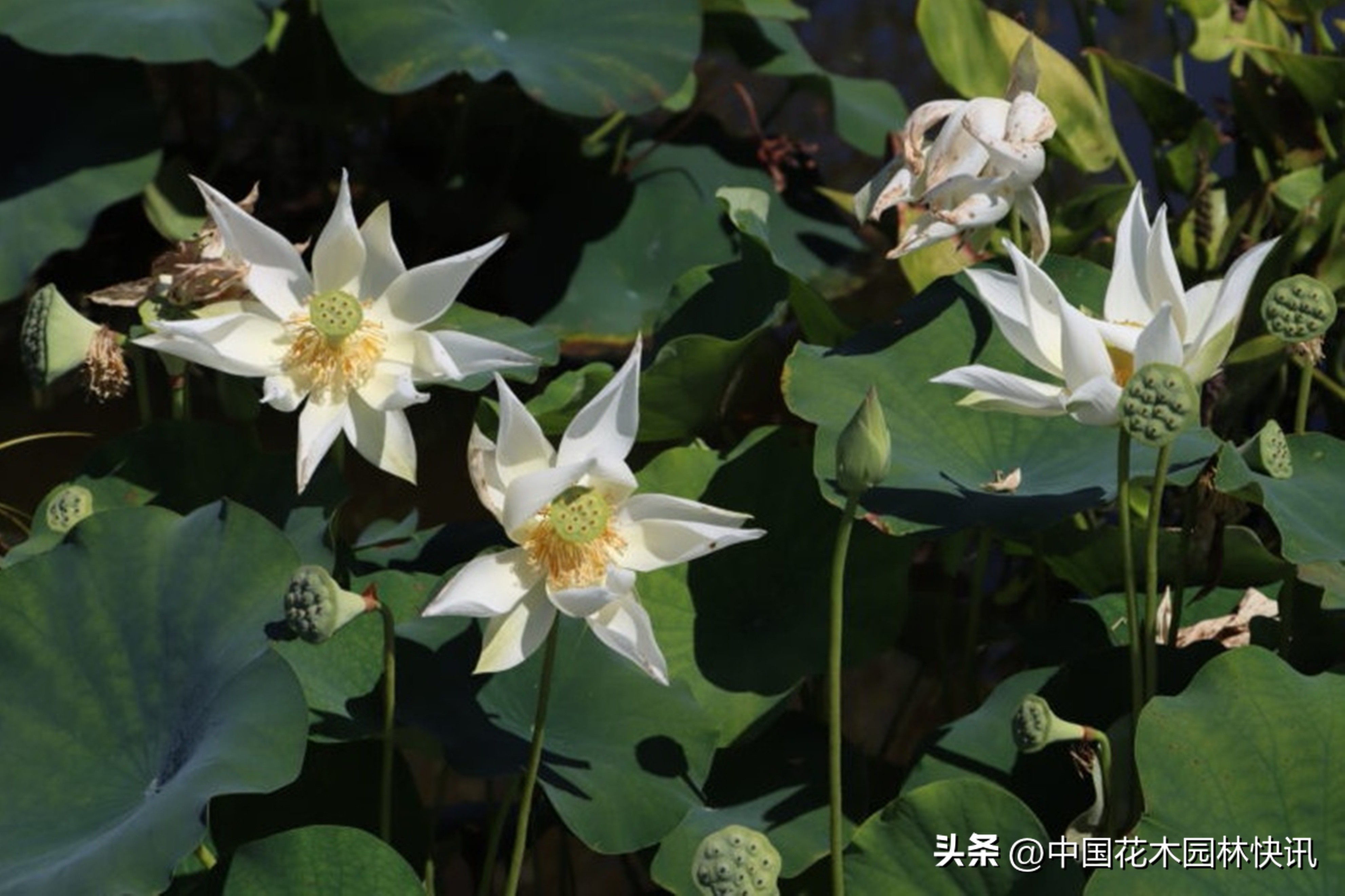 在校大学生跨界育成睡莲新品种获国际登录