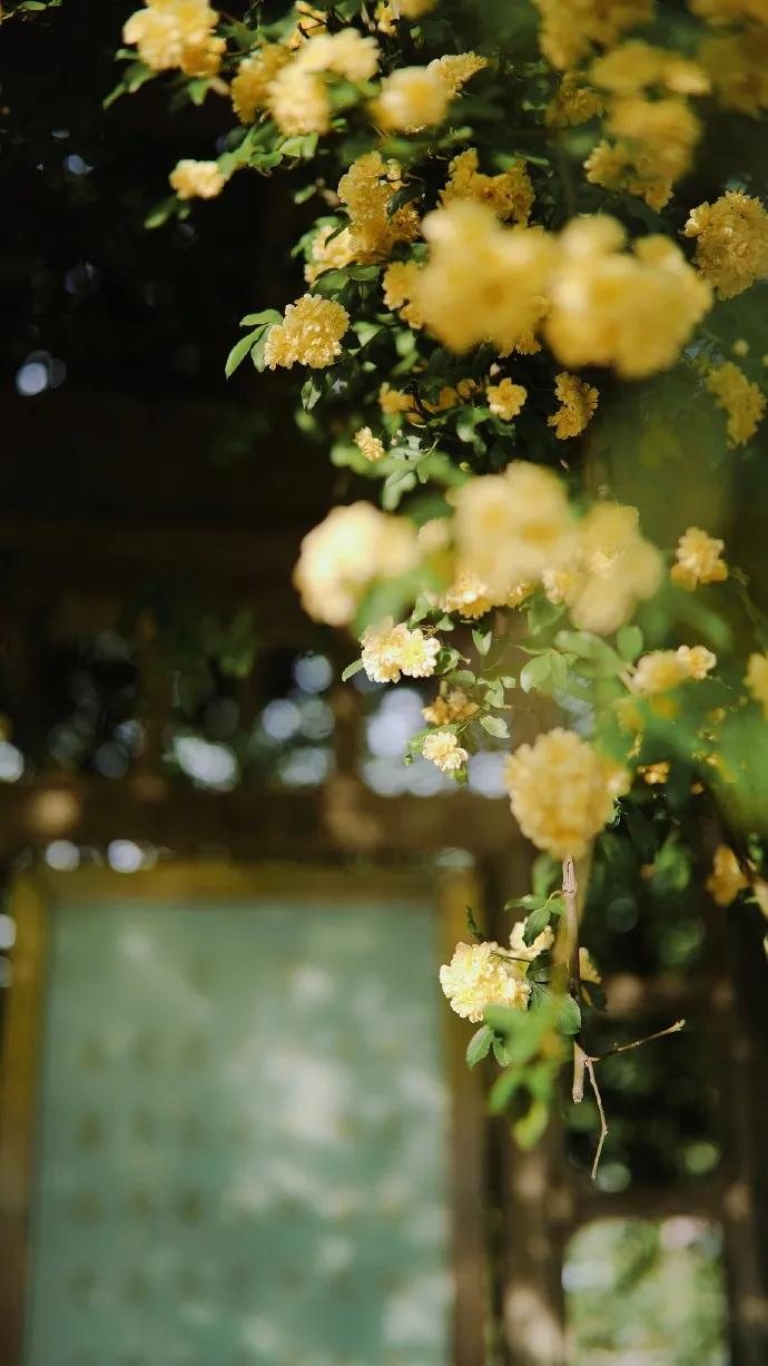 黄色碎花壁纸,白色郁金香花田壁纸