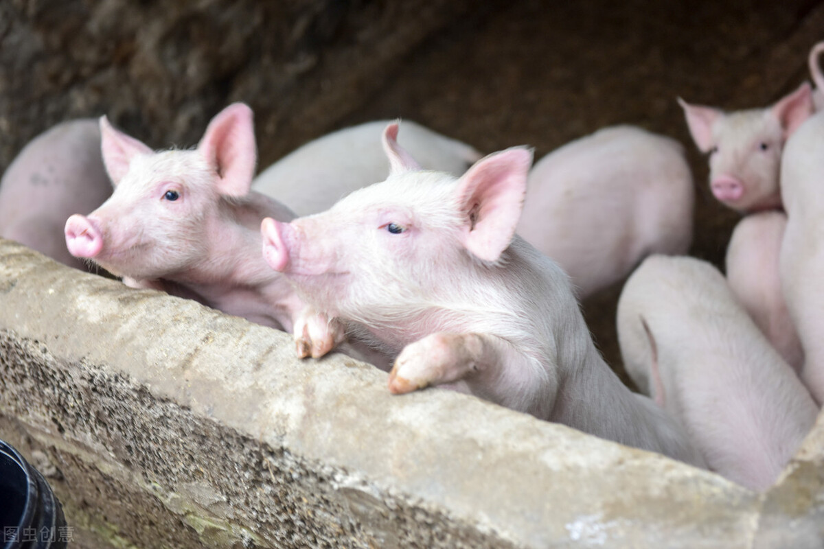 肥猪反复咳嗽怎么治疗,肥猪咳嗽不爱吃食是什么原因