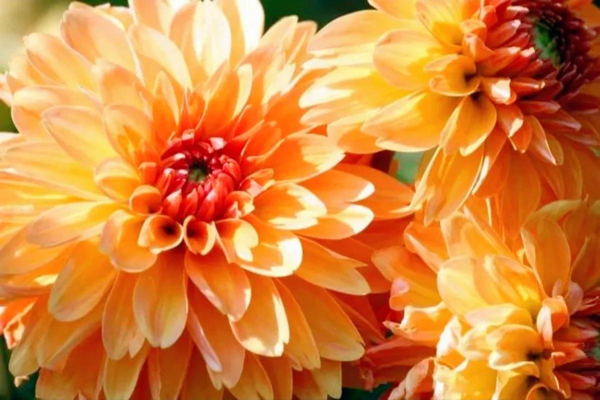 不是花中偏爱菊菊花开尽更无花,不是花中偏爱菊只是花开尽更无花