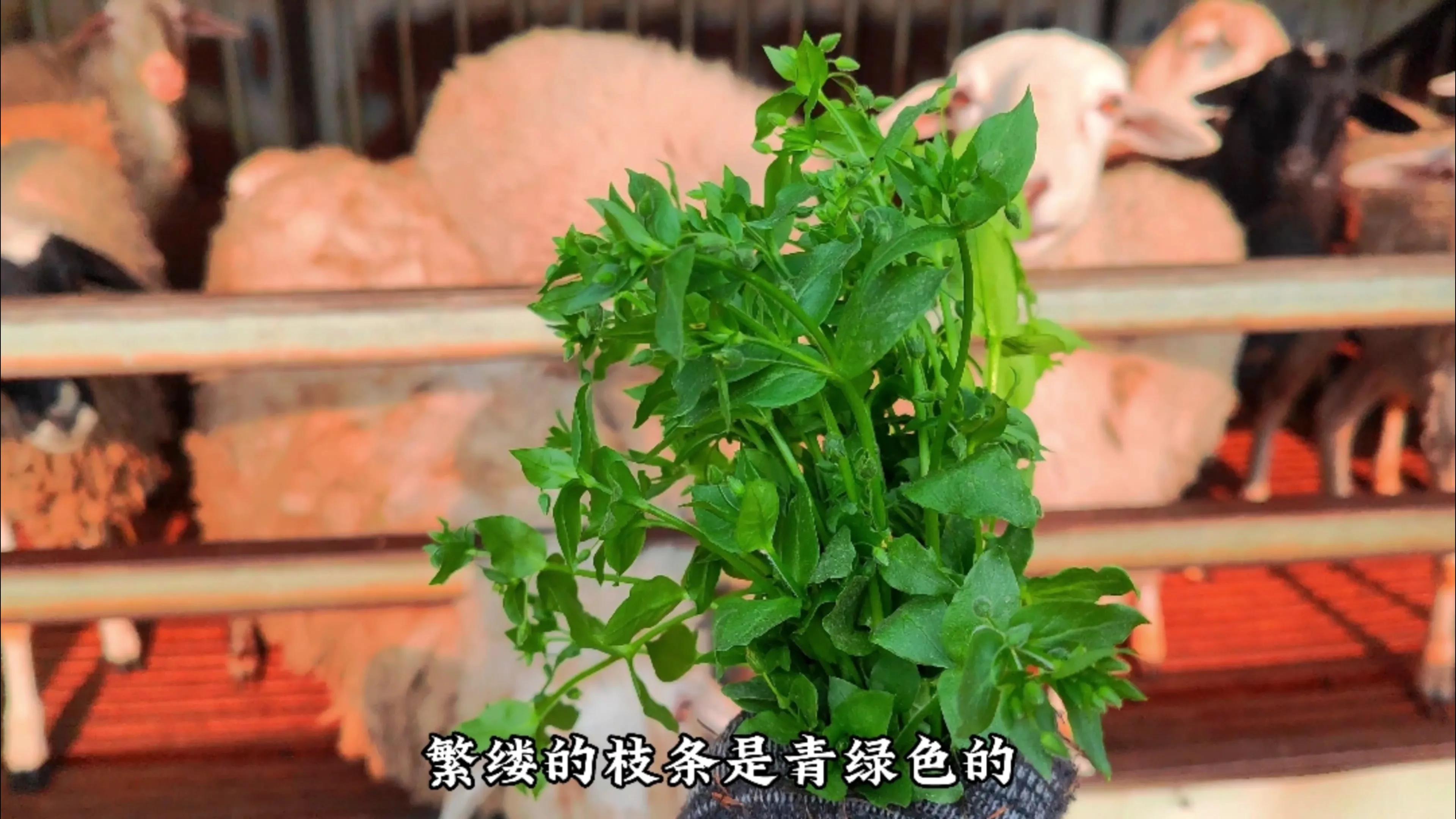 农村羊爱吃的七种常见野草，根据营养价值和适口性，做个排名