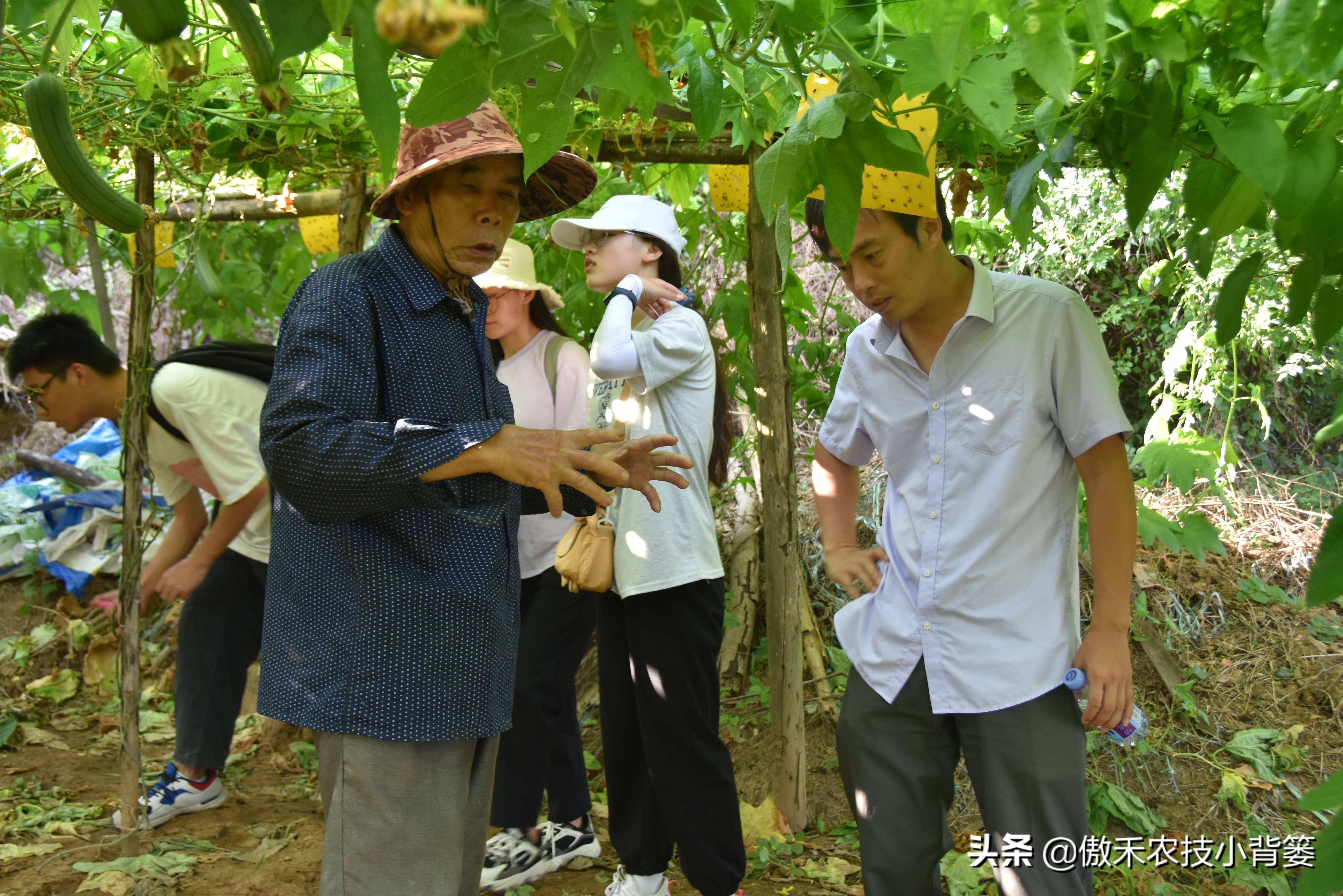 白酒能治瓜果蔬菜虫的方法,瓜果开始结果就有虫咬怎么办