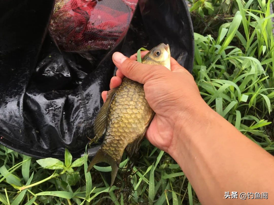 麦粒能钓到鲫鱼吗,为什么用饵料钓不到鲫鱼